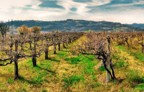 Vigne Verdicchio