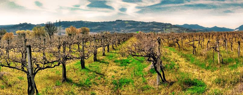 Vigne Verdicchio
